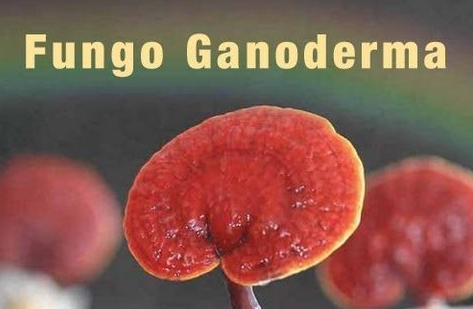 fungo ganoderma